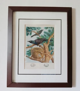 Vintage antiker Vogel Druck lila Grackle gerahmt schöne Farben! - Bild 1 von 3
