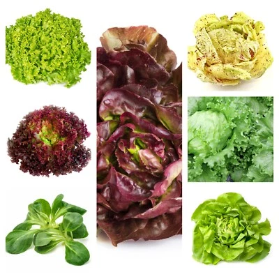 Set Semi Insalata di 7 Varietà Diverse con Oltre 7000 Semi per Giardino Balcone - Immagine 1 di 4