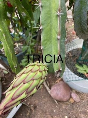 Dragon fruit cuts many varieties 8"-12" per cut - Image 1 of 4