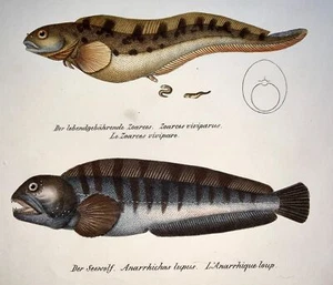 1833 H. Schinz (1777-1861) SEAWOLF Zoarces Goby Fish - Handcol. lithograph - Picture 1 of 3