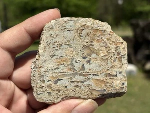 Polished Dinosaur Dino Gem Bone Jurassic Era Fossil 161g - Picture 1 of 3