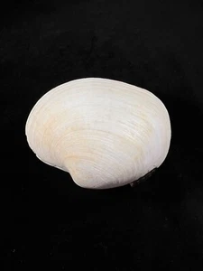 Eurhomalea rufa, Chile, 104,1mm, F+, GIANT SPECIMEN!!! - Picture 1 of 6