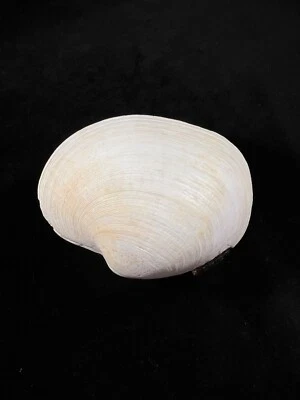 Eurhomalea rufa, Chile, 104,1mm, F+, GIANT SPECIMEN!!! - Image 1 of 4