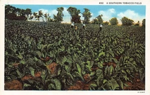 Postcard US: Workers in Southern Tobacco Field, Vintage WB 1920's, Unposted - Picture 1 of 2