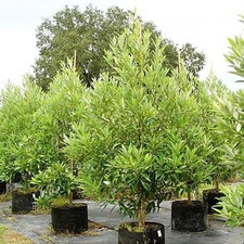 Magnolia virginiana Silver Mist TM LIVE PLANT Striking foliage white flower