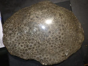 Monster Polished Petoskey Stone 7 lbs 12.1 oz - Picture 1 of 7
