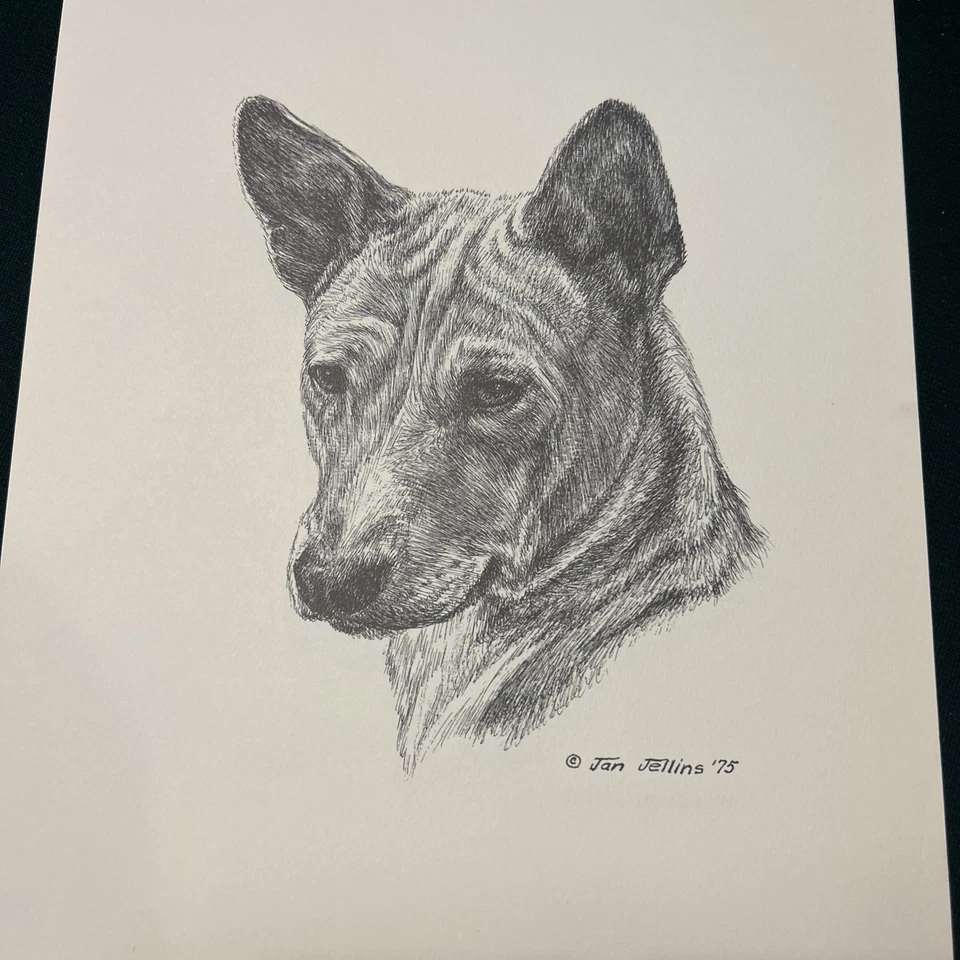 Basenji Vintage Print By Jan Jellins 8 X10 - Image 1 of 1