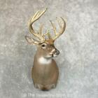 #24597 P | Whitetail Deer Taxidermy Shoulder Mount For Sale