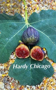 Fig Tree "Chicago Hardy" Set of 4 starter plants. - Picture 1 of 4