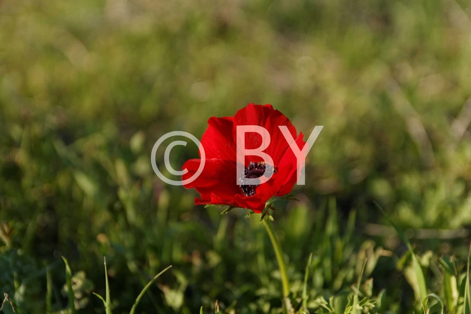 Ilustración de producto digital fotográfico. Flor de anémona.  Foto 1 de 1