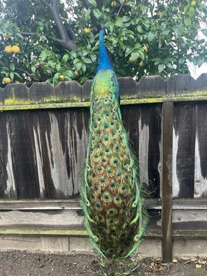 FHJOEL30 - Hombro Negro PAVO REAL Taxidermia Montaje Calidad Museo Foto 1 de 4