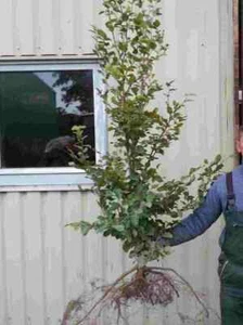 Rotbuchen 120st. 120-150cm  Heckenpflanzen Wurzelware Fagus Rotbuche Hecke - Bild 1 von 5
