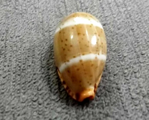Cypraea palmadusta lutea 23,5 mm BIG SIZE schönes goldenes Muster WOW!!! - Bild 1 von 7