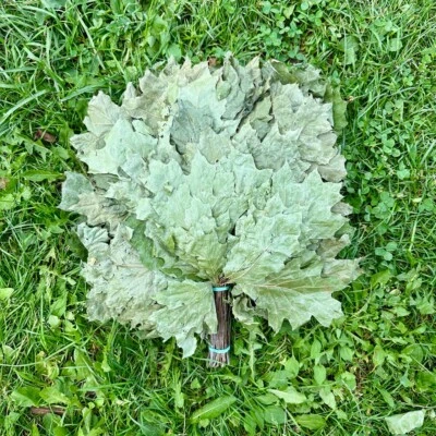 Juego de 25 escobas de roble sauna, batidor de roble Banya Venik, juego de 25 piezas, producción 2024 Foto 1 de 3