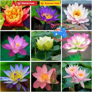 Aquatic Lotus Flower Seeds Mixed Colour AU*Post - Picture 1 of 11