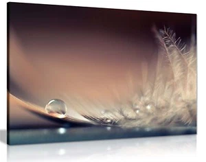 Droplet on Pastel Feather Close Up Framed Canvas Print Wall Art Home Decor - Picture 1 of 6