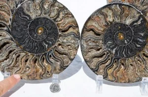 Large Black Ammonite PAIR Deep Crystals 110myo FOSSIL XL 219mm 8.7" 9210cc - Picture 1 of 10