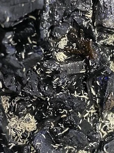 100+ Live "Temperate White" Springtails (Collembola) | Live Insect Clean Up Crew - Picture 1 of 3