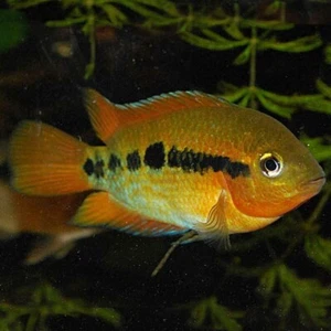 🌈 2 Rainbow Cichlid 1.5 inches Live Fish Unique African Cichlid Specie Aquarium - Picture 1 of 1