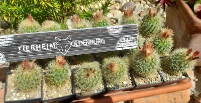 2 Stück Escobaria rosii frosthart Kaktus Kakteen - Bild 1 von 4