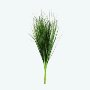 Bear Grass Bush 60cm - Picture 1 of 1