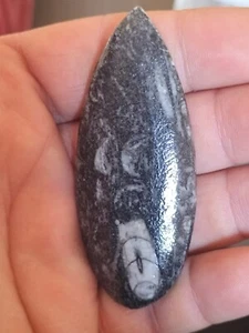 B92 Fósil Orthoceras, Calamar fósil, 390 millones, Devónioco, fósiles. - Picture 1 of 7