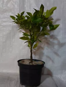 Citrus Orange, Citrus sinsensis, Late Valencia Plant in a 17cm. - 2 Litre Pot - Picture 1 of 3