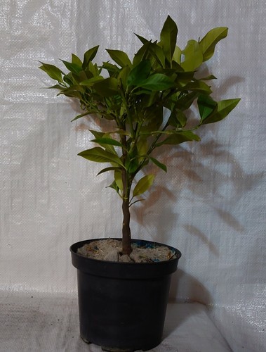 Picture 1 of 3