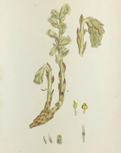 Botanical Print YELLOW BIRDS NEST by John Edward Sowerby original colour 1826 - Imagen 1 de 2