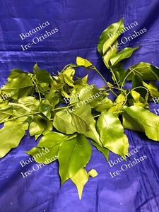 Ewe AMANSA GUAPO PLANTA HIERBA religion yoruba ifa santeria - Picture 1 of 3