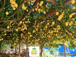 LIMONI COSTA D’AMALFI BOX 5kg…BUCCIA EDIBILE…Limoni Della Costiera Amalfitana - Photo 1/10