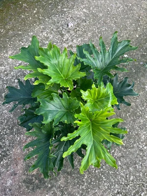 Lickety Split Philodendron Large Tropical Split Leaf Plant in 6" Pot - Image 1 of 3