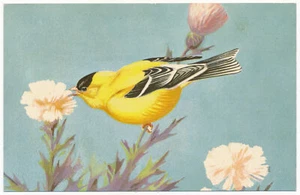 American Goldfinch - National Wildlife Federation Postcard 1959 - Picture 1 of 2