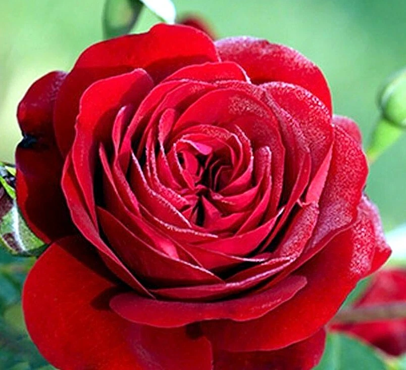 20 graines de Rosier Grimpant Rouge - 20x Climbing Red Rose rosebush seeds