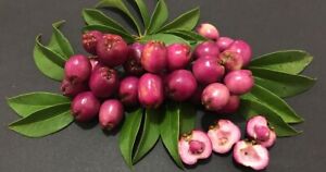 Syzygium paniculatum seeds Eugenia myrtifolia paniculata lilly  brush cherry