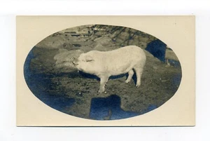 Cerdo satisfecho en patio de granja, foto postal RPPC - Imagen 1 de 2