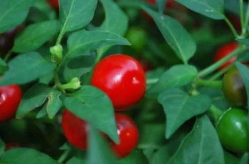 TEPIN, 25 semi peperoncino + OMAGGIO