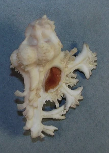 MUREX PELE 46.76mm SUPER CHOICE RARE SPECIMEN off Waianae, Oahu, HI - Bild 1 von 2