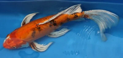 20" Buterfly KOI LIVE FISH, Japanese Imported KOI, Miami Fish Garden & Hatchery - Image 1 of 4