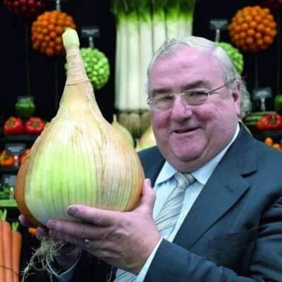 CIPOLLA GIGANTE, 50 SEMI SELEZIONATI + OMAGGIO