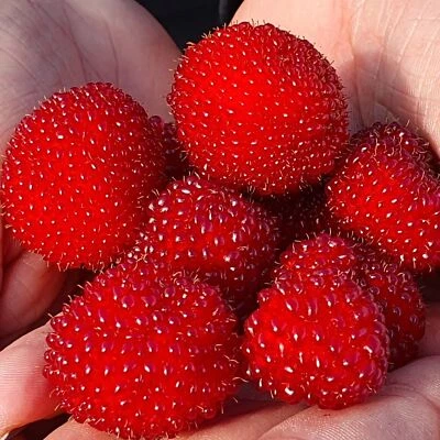 Fragola-lampone 1L - Conosciuto anche come lampone seducente - Immagine 1 di 4