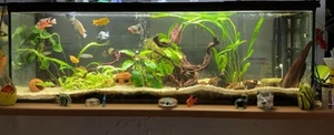 Verkaufe hier ein gebrauchtes Aquarium mit Barschen und Welsen. - Bild 1 von 14
