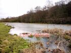 PHOTO  GUT POND RYTON WILLOWS GUT POND IS THOUGHT TO HAVE ORIGINATED FROM AN OLD