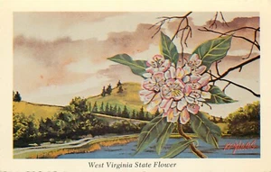 Postkarte Staatsblume West Virginia Großer Lorbeer Ken Haag unbesendet Künstler signiert - Bild 1 von 2