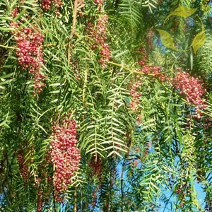 CALIFORNIA PEPPER TREE Schinus Molle - 5+ SEEDS - Picture 1 of 6