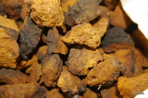 Hongo Chaga (100 g = 150 € / kg) (500 g = 52,90 € luego 105,80 € / kg) Чага чай Schaga Chaga✓ - Imagen 1 de 4