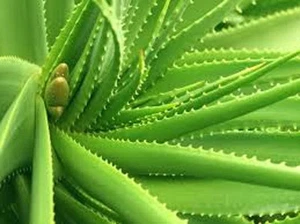 Gel de aloe vera espeso puro - 16 oz - - Imagen 1 de 3