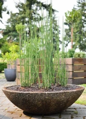 16 stalks of 36” horsetail reed plant evergreen perennial deer resistant  - Image 1 of 4