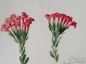 ANTICO DISEGNO MAESTRO 'Fiori' - 1829 - Foll. di Maria Sibilla Merian - NATURALIA - Foto 1 di 3