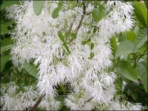 Chionanthus Virginicus Tree 10 Seeds, Hardy Fragrant Fringe, Grancy Greybeard - Picture 1 of 9